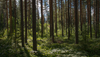 Fundo Forestal Cofalmo - Oportunidad de Inversión en Osorno, Región de Los Lagos, Chile