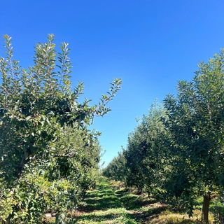Inversión Agrícola en San Javier, Séptima Región: Oportunidad Única en Huerto Certificado Global Gap y Grasp