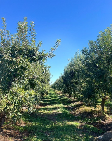 Inversión Agrícola en San Javier, Séptima Región: Oportunidad Única en Huerto Certificado Global Gap y Grasp