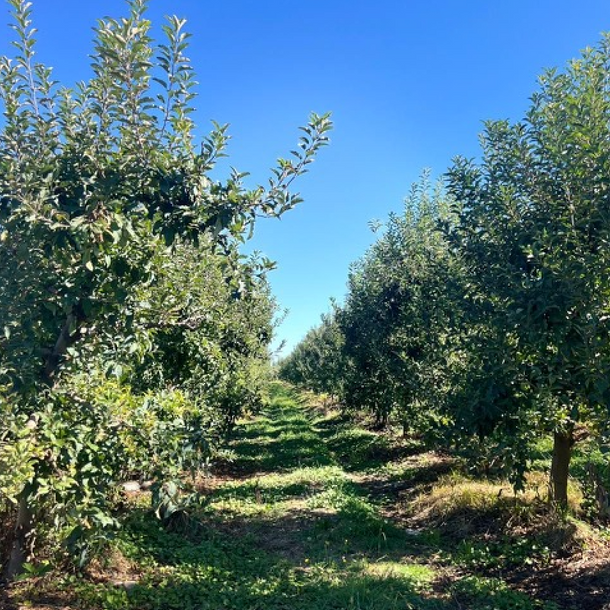 Inversión Agrícola en San Javier, Séptima Región: Oportunidad Única en Huerto Certificado Global Gap y Grasp