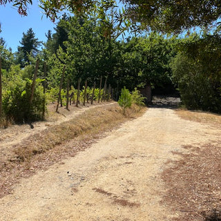 Propiedad en Cauquenes: 20 Hectáreas con Viñedos, 4 Casas y Piscina